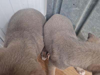 2 blue whippet pups 🐶 in wexford