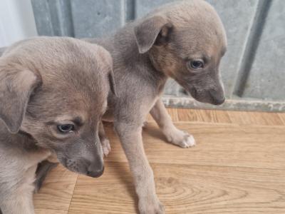 2 blue whippet pups 🐶 in wexford