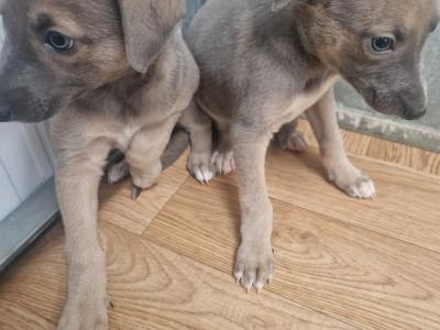 2 blue whippet pups 🐶 in wexford