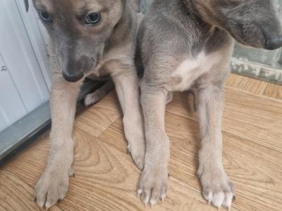 2 blue whippet pups 🐶 in wexford