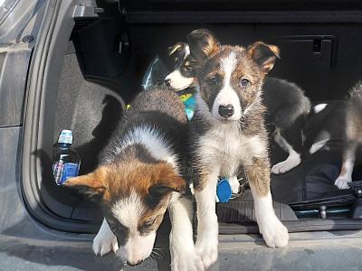 High quality working Collie pups for sale