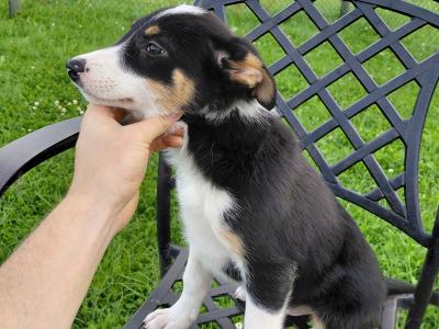 High quality working Collie pups for sale