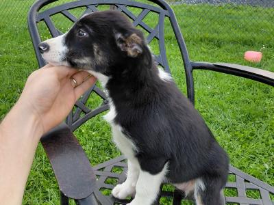 High quality working Collie pups for sale