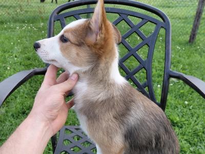 High quality working Collie pups for sale