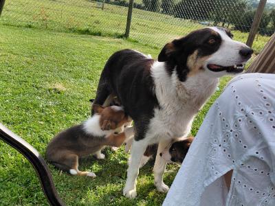 High quality working Collie pups for sale