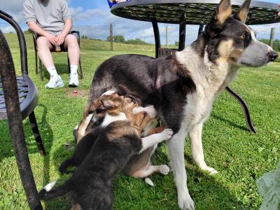 High quality working Collie pups for sale