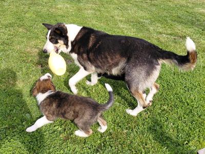 High quality working Collie pups for sale