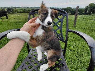 High quality working Collie pups for sale