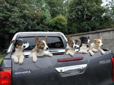 High quality working Collie pups for sale