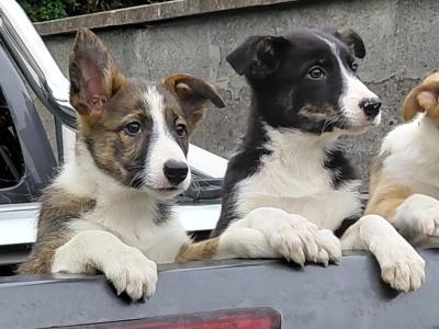 High quality working Border Collie puppies for sale in Longford