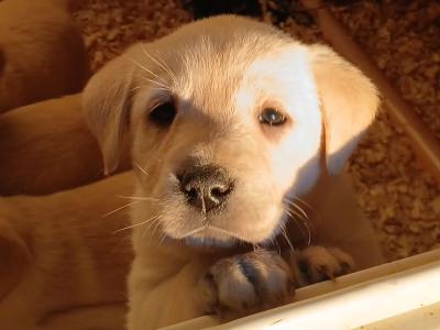 Golden Labrador puppies in Kilkenny