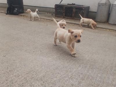 Golden Labrador puppies in Kilkenny