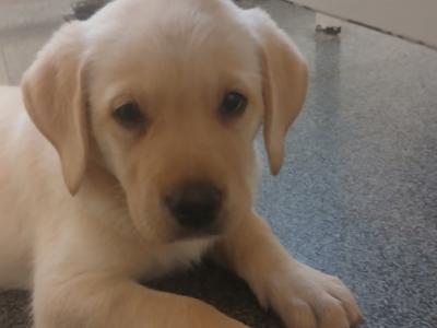 Golden Labrador puppies in Kilkenny