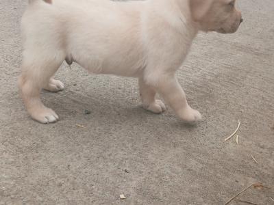Golden Labrador puppies in Kilkenny