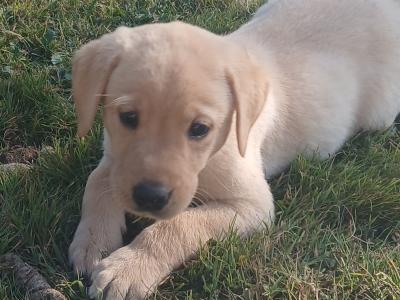 Golden Labrador puppies in Kilkenny