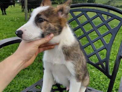 High quality working Collie pups for sale