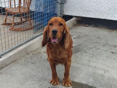 3yo Male Cocker Spaniel
