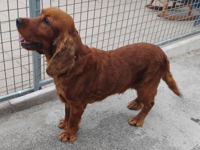 3yo Male Cocker Spaniel