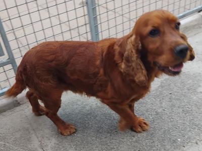 3yo Male Cocker Spaniel