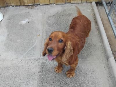 3yo Male Cocker Spaniel