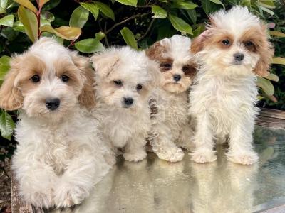 Adorable Cavachon puppies in Cavan