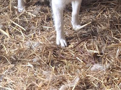 Male Border Collie 'Sheepdog' puppy in Kerry