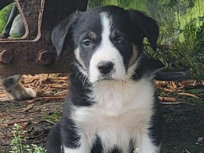 Border Collie puppies in Cork