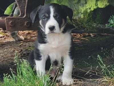 Border Collie puppies in Cork