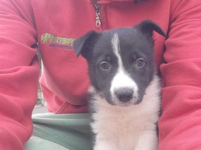 Border Collie puppies in Cork