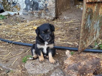 Border Collie puppies in Cork
