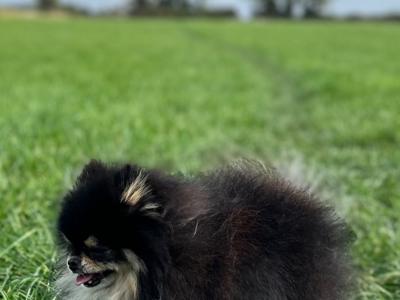 Stunning Pomeranians for stud in Down