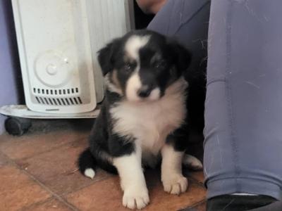 Border Collie puppies in Cork