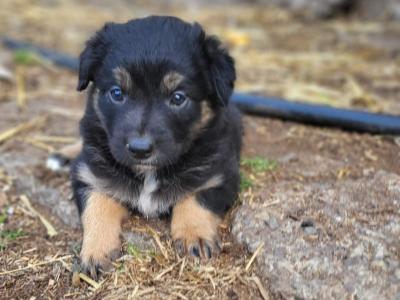 Border Collie puppies in Cork