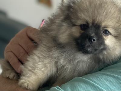 Beautiful Pomeranian puppies in Monaghan