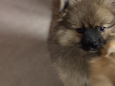 Beautiful Pomeranian puppies in Monaghan