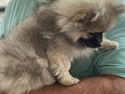 Beautiful Pomeranian puppies in Monaghan
