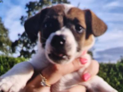 Jack Russell pups in Cork
