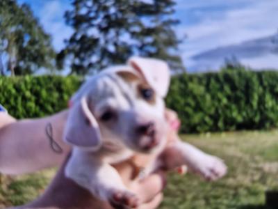 Jack Russell pups in Cork