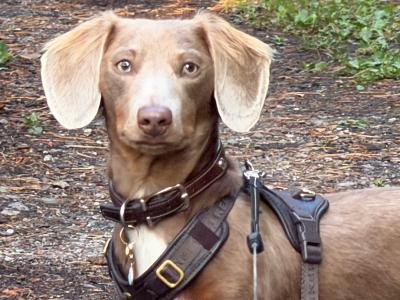 Long haired Isabella Miniature Dachshund for Stud