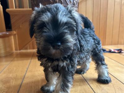 Miniature Schnauzer puppies in Wexford
