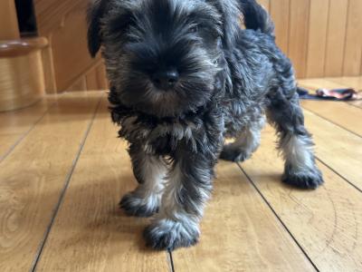 Miniature Schnauzer puppies in Wexford