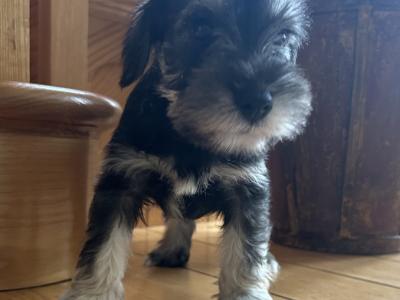Miniature Schnauzer puppies in Wexford