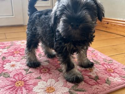 Miniature Schnauzer puppies in Wexford