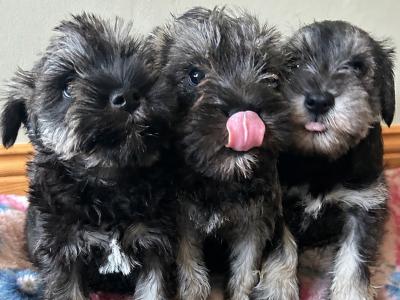 Miniature Schnauzer puppies in Wexford