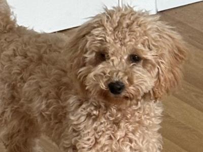 Gorgeous Potty Trained female miniature Poodle puppy for sale in Westmeath