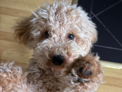 Gorgeous Potty Trained female miniature Poodle puppy for sale in Westmeath