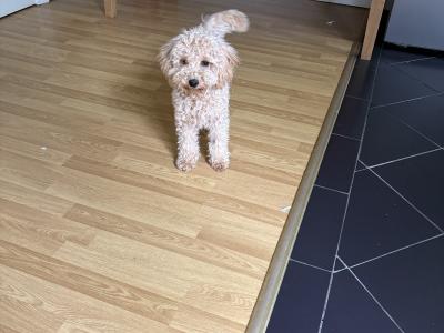 Gorgeous Potty Trained female miniature Poodle puppy for sale in Westmeath