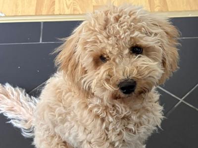Gorgeous Potty Trained female miniature Poodle puppy for sale in Westmeath