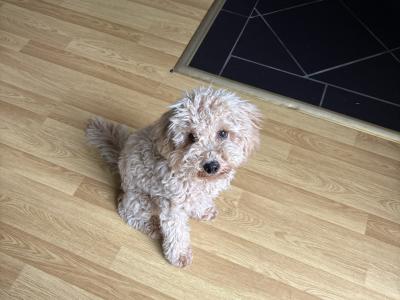 Gorgeous Potty Trained female miniature Poodle puppy for sale in Westmeath