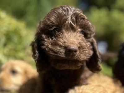 Cockapoo puppies in Wicklow